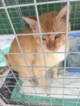 Kika