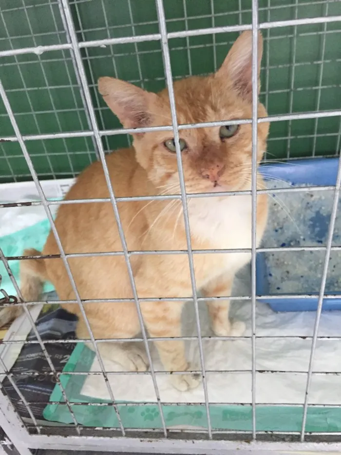 Gato ra a - idade 7 a 11 meses nome Kika
