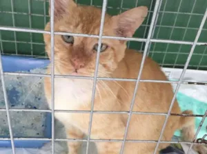 Gato raça - idade 7 a 11 meses nome Kika