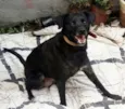 Totó