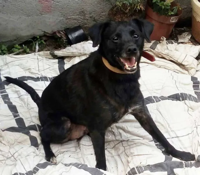 Cachorro ra a Indefinida idade 4 anos nome Totó
