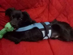 Cachorro raça poodle dachshund idade 7 a 11 meses nome Ozzy