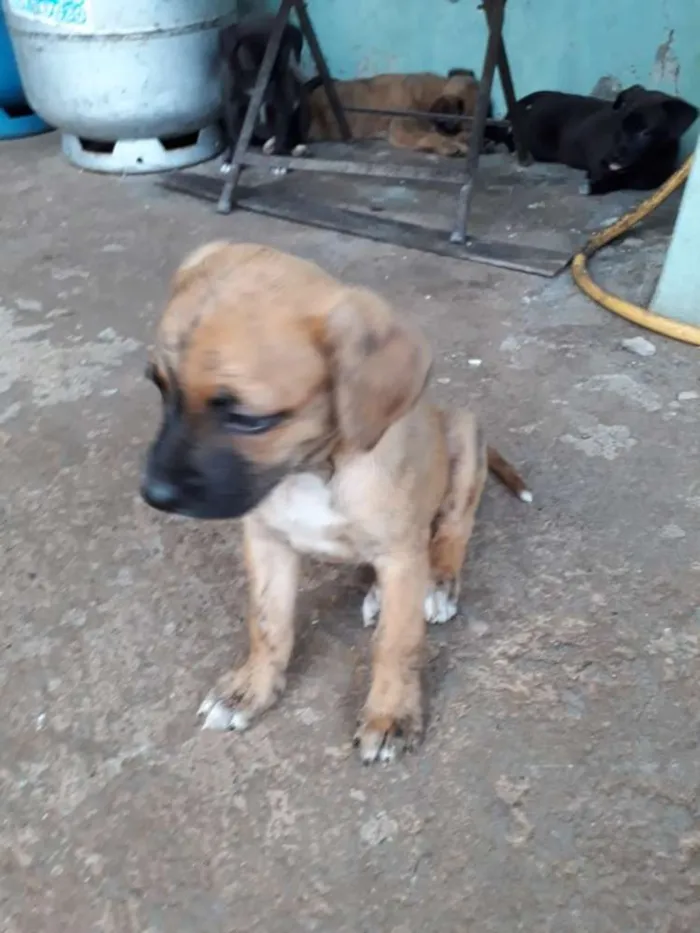 Cachorro raça Vira-lata idade Abaixo de 2 meses nome Não tem nomes.