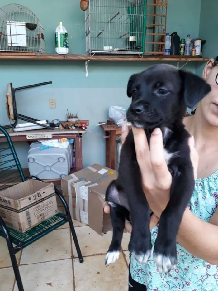 Cachorro raça Vira-lata idade Abaixo de 2 meses nome Não tem nomes.