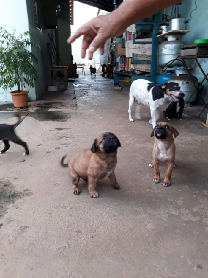 Cachorro raça Vira-lata idade Abaixo de 2 meses nome Não tem nomes.