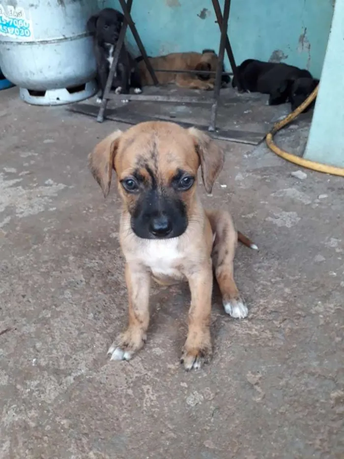 Cachorro raça Vira-lata idade Abaixo de 2 meses nome Não tem nomes.