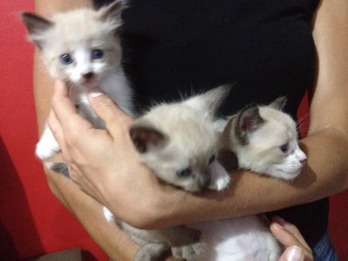 Gato ra a Siamês idade Abaixo de 2 meses nome Gatinhos