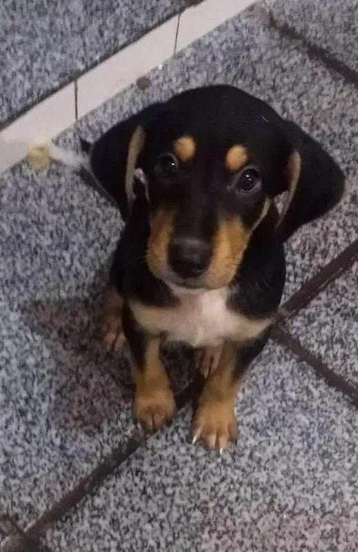 Cachorro raça Indefinida idade 2 a 6 meses nome Thor & Capitão