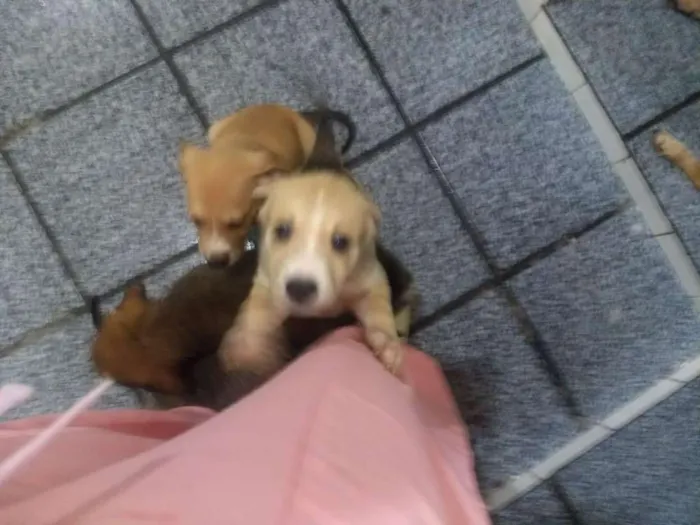 Cachorro raça Indefinida idade 2 a 6 meses nome Thor & Capitão