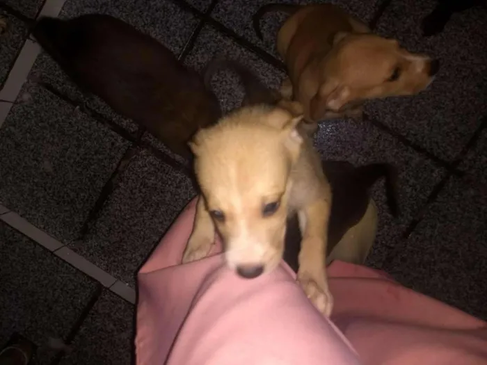 Cachorro raça Indefinida idade 2 a 6 meses nome Thor & Capitão
