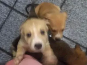 Cachorro raça Indefinida idade 2 a 6 meses nome Thor & Capitão