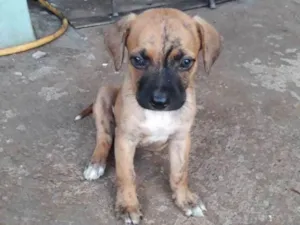 Cachorro raça Vira-lata idade Abaixo de 2 meses nome Não tem nomes.