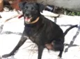 Totó