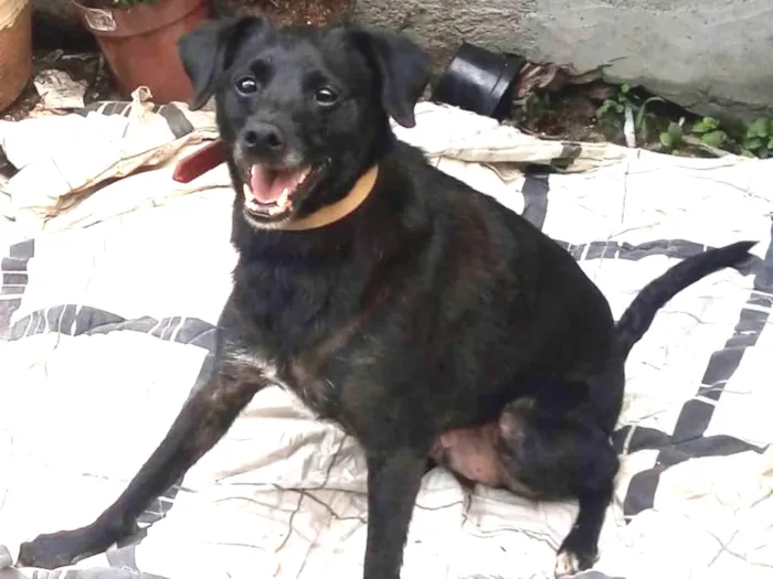 Cachorro ra a Indefinida idade 4 anos nome Totó