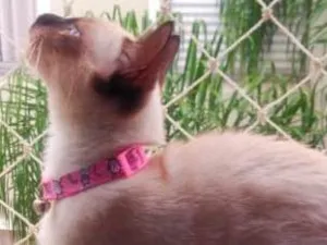 Gato raça - idade 2 a 6 meses nome Marrie