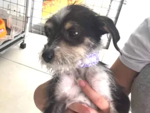 Cachorro raça vira lata  idade 2 a 6 meses nome Kiwi