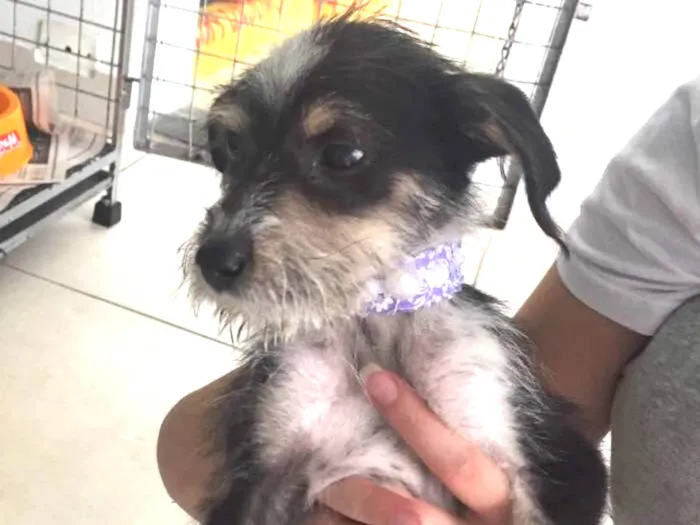Cachorro ra a vira lata  idade 2 a 6 meses nome Kiwi