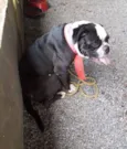 Lola 