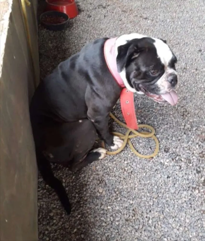 Cachorro ra a Bulldog  idade 2 anos nome Lola 