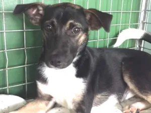 Cachorro raça vira lata  idade 2 a 6 meses nome Penélope