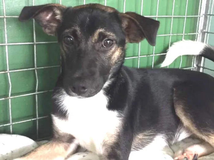Cachorro ra a vira lata  idade 2 a 6 meses nome Penélope