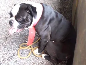 Cachorro raça Bulldog  idade 2 anos nome Lola 