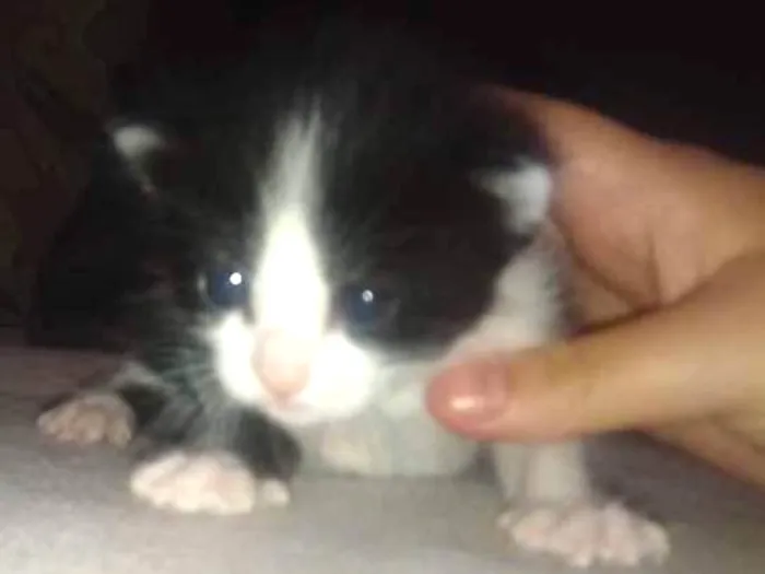 Gato ra a Srd idade Abaixo de 2 meses nome Bruna/ Brisa/ Maite/