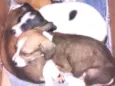 Mel,Soneca,Pimpolho