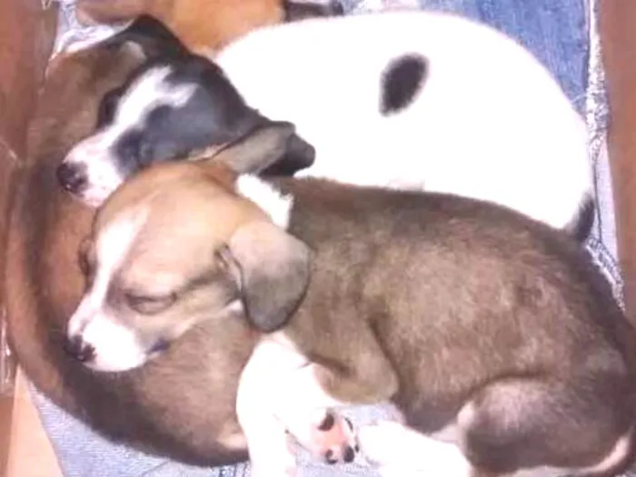 Cachorro raça Sem Raça Definida idade Abaixo de 2 meses nome Mel,Soneca,Pimpolho