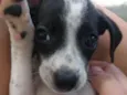 Mel,Soneca,Pimpolho