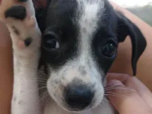 Cachorro raça Sem Raça Definida idade Abaixo de 2 meses nome Mel,Soneca,Pimpolho