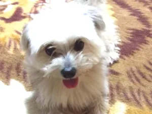 Cachorro raça Místico shitzu idade 1 ano nome Bily