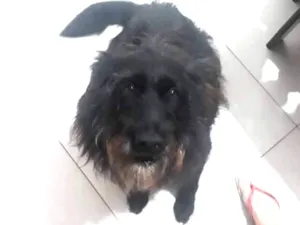 Cachorro raça Mistura de vira lata com labra idade 5 anos nome Lua