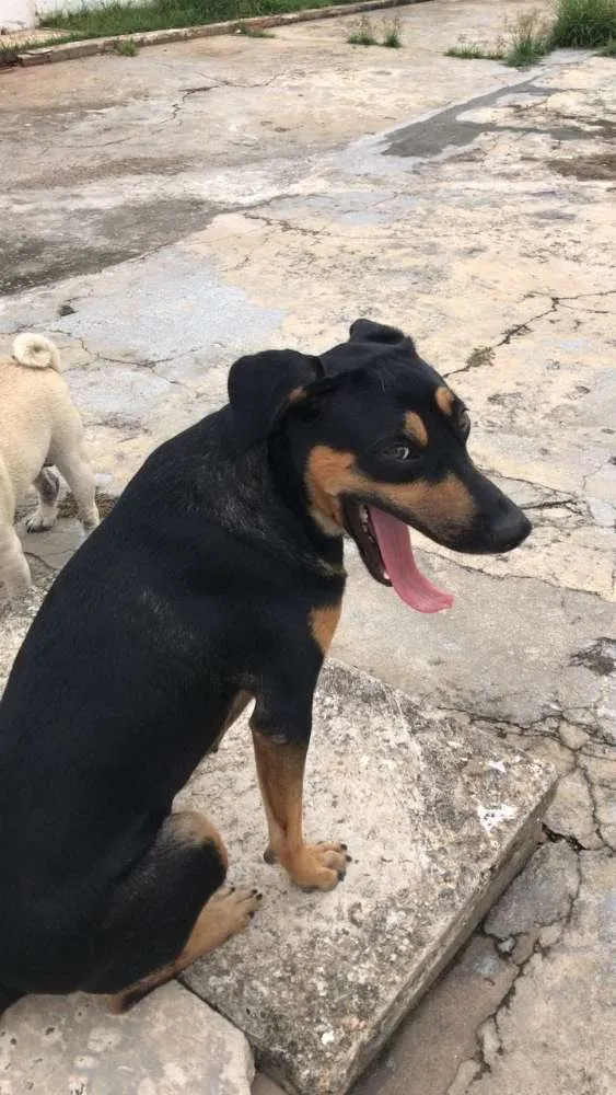 Cachorro raça Misturada com Rowiller  idade 1 ano nome Mell