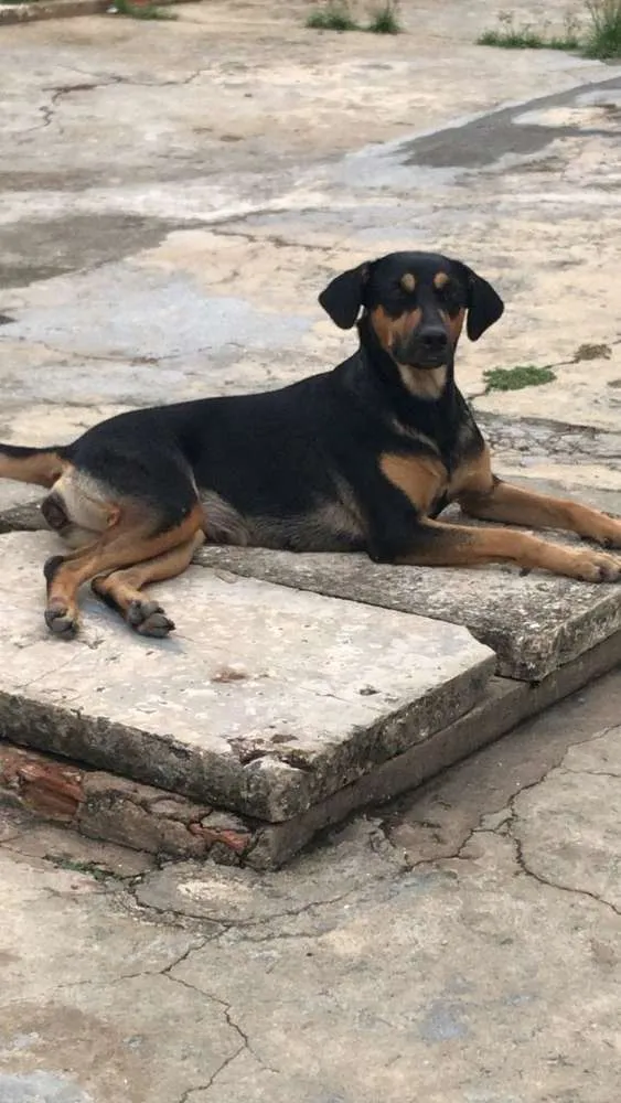 Cachorro raça Misturada com Rowiller  idade 1 ano nome Mell