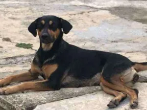 Cachorro raça Misturada com Rowiller  idade 1 ano nome Mell