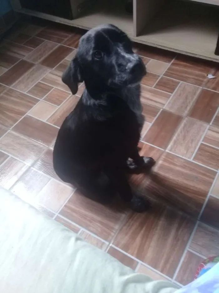 Cachorro ra a Srd idade 2 a 6 meses nome Bylli