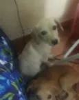 Laila e Laika 