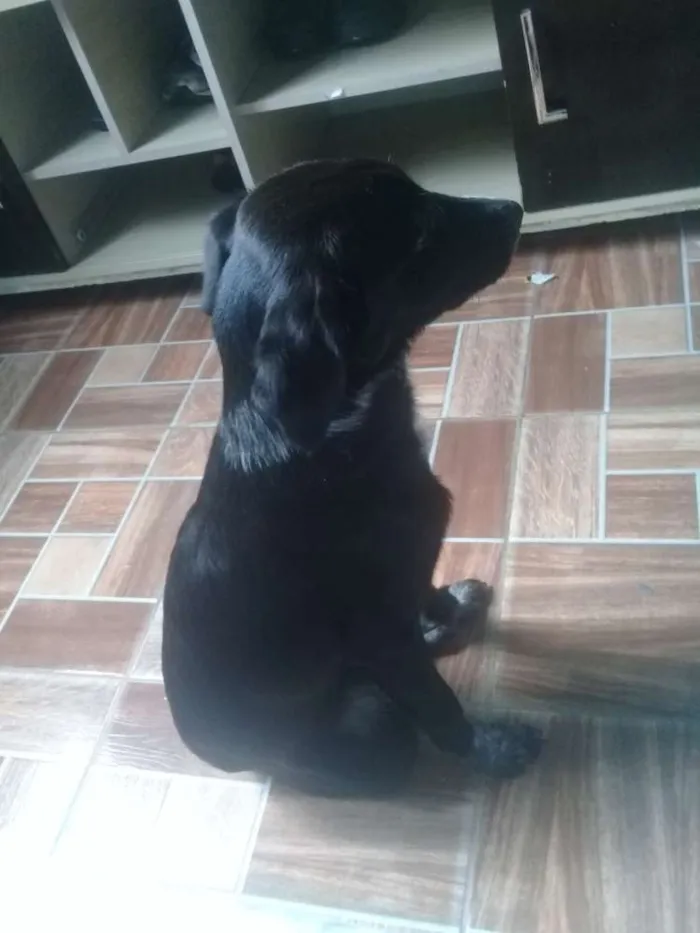 Cachorro ra a Srd idade 2 a 6 meses nome Bylli