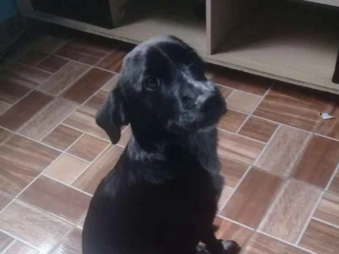 Cachorro ra a Srd idade 2 a 6 meses nome Bylli
