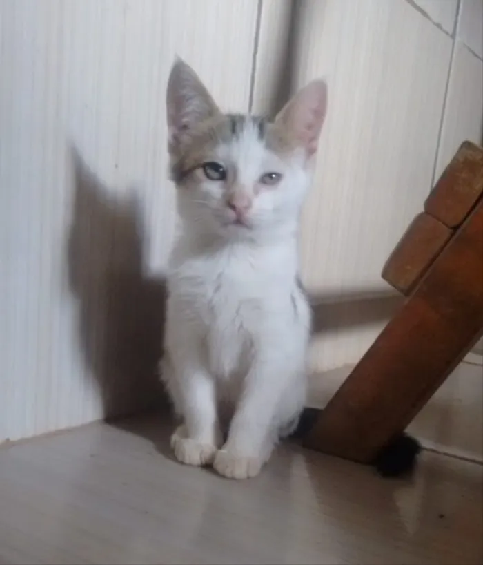 Gato ra a SRD idade 2 a 6 meses nome Cristal 