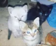 Fofo, Mila e Mia 