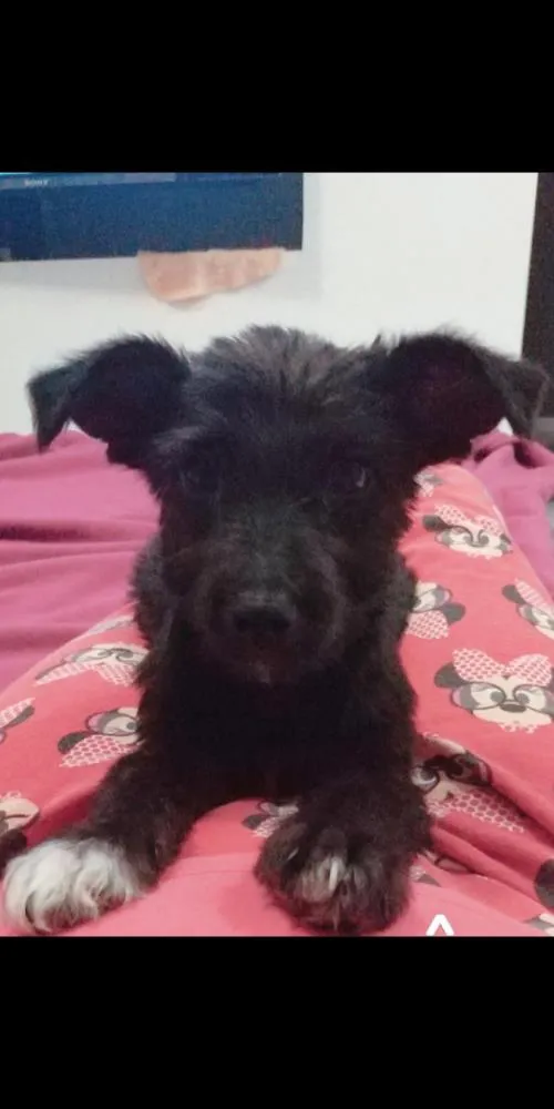 Cachorro ra a SDR idade 2 a 6 meses nome Banguela