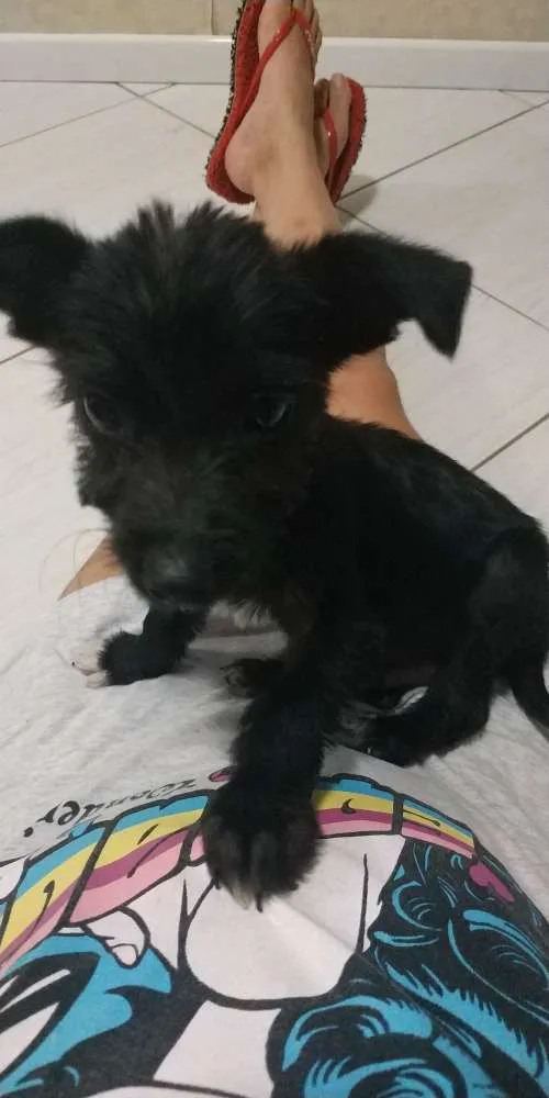 Cachorro ra a SDR idade 2 a 6 meses nome Banguela