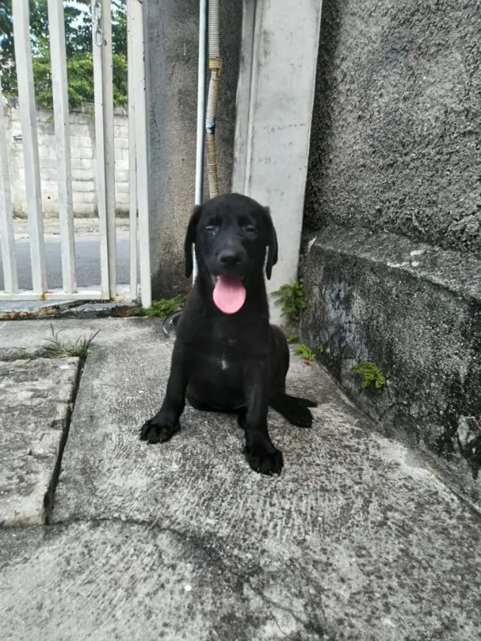Cachorro ra a Labrador idade Abaixo de 2 meses nome Alfredo