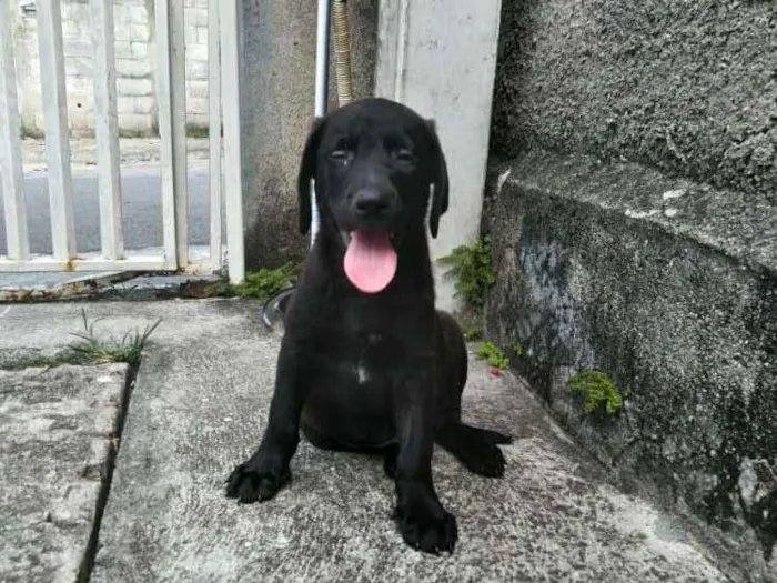 Cachorro ra a Labrador idade Abaixo de 2 meses nome Alfredo