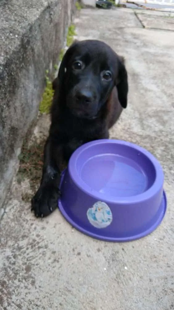 Cachorro ra a Labrador idade Abaixo de 2 meses nome Alfredo