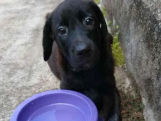 Cachorro ra a Labrador idade Abaixo de 2 meses nome Alfredo