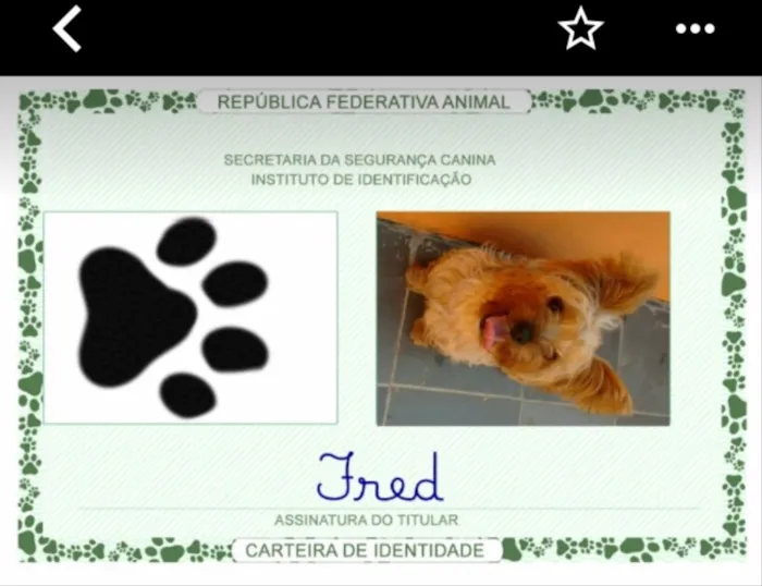 Cachorro ra a Yorkshire  idade 3 anos nome Fred