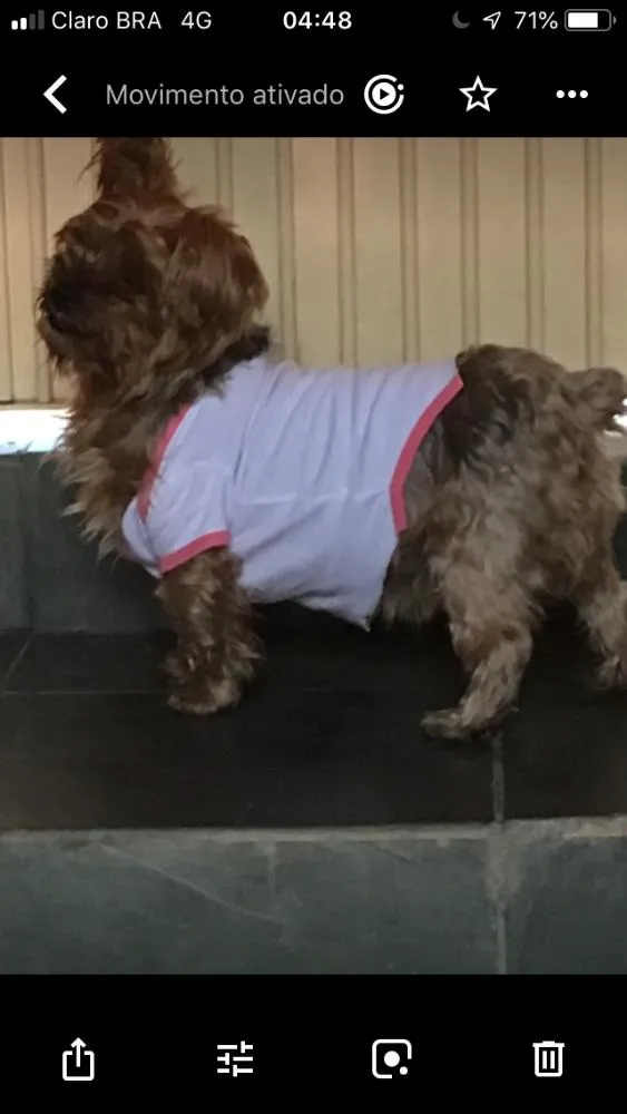 Cachorro ra a Yorkshire  idade 3 anos nome Fred